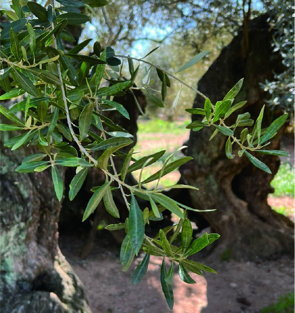 每次保養，都是給自己與地球的溫柔承諾